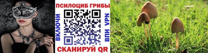Псилоцибиновые грибы прущие грибы  Тбилисская 